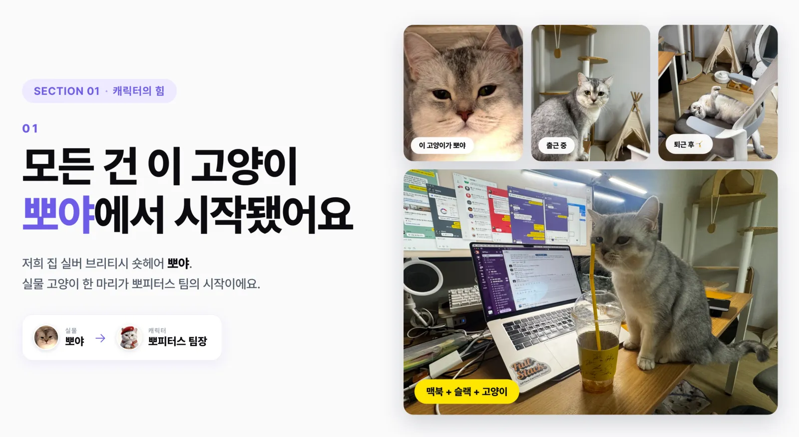 실물 고양이 뽀야와 맥북 슬랙 화면 — 모든 건 이 고양이 뽀야에서 시작됐어요